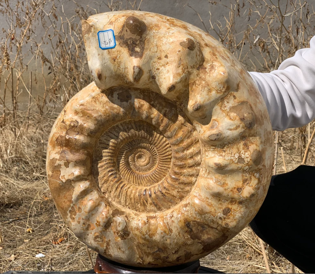 42.9LB Natural Ammonite fossil conch quartz crystal Specimen Reiki Healing crystal gifts home decoration