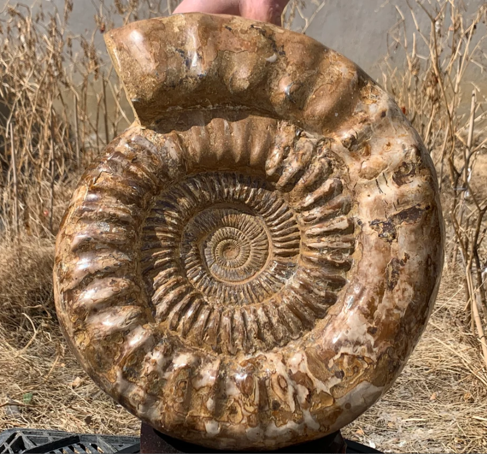 36.63LB Natural Ammonite fossil conch quartz crystal Specimen Reiki Healing home decoration crystal healing MG-5