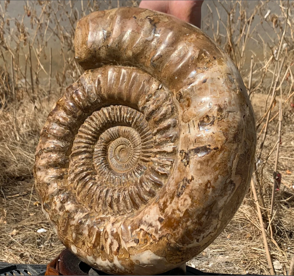 36.63LB Natural Ammonite fossil conch quartz crystal Specimen Reiki Healing home decoration crystal healing MG-5