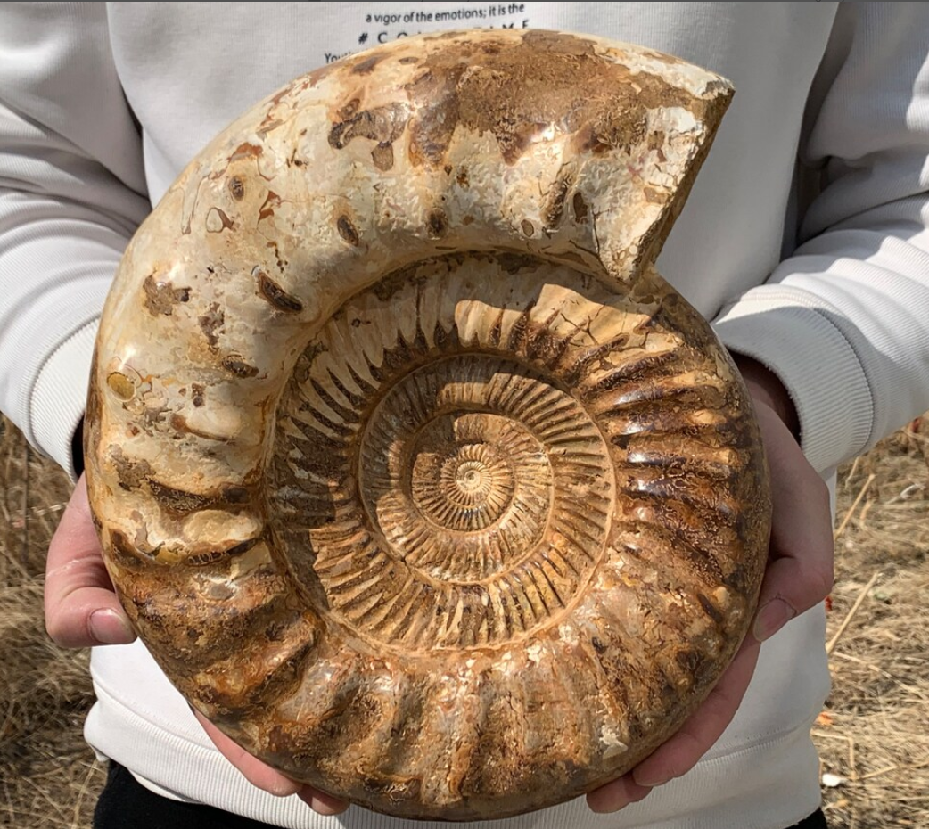 16.43LB Natural Ammonite fossil Conch quartz crystal Specimen Reiki Healing BY-10