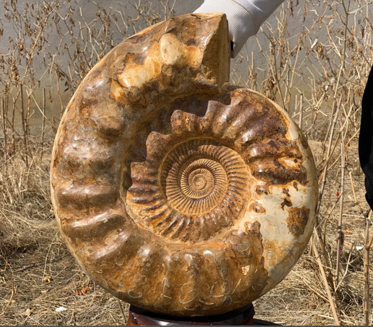 42.9LB Natural Ammonite fossil conch quartz crystal Specimen Reiki Healing crystal gifts home decoration