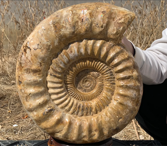 36.63LB Natural Ammonite fossil conch quartz crystal Specimen Reiki Healing home decoration crystal healing MG-5