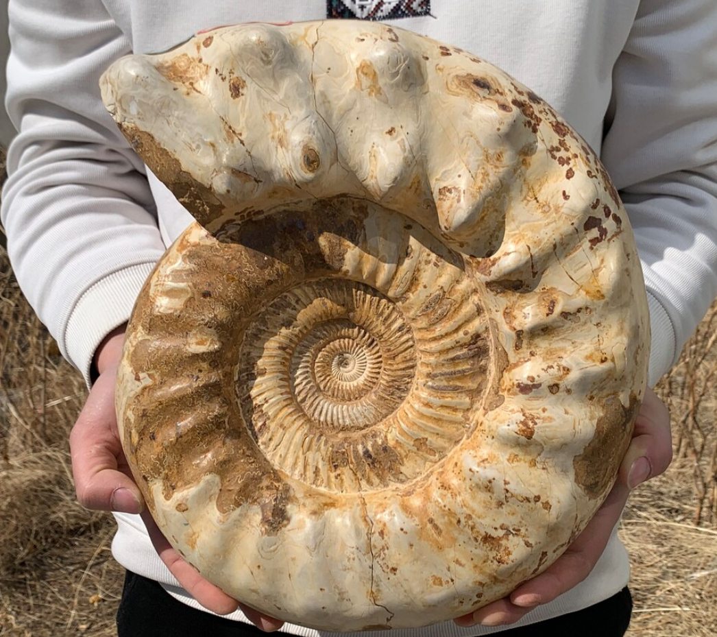 26.4LB+ Rare Natural Ammonite Fossil Conch,quartz crystal,Fossil,Big Specimen,Fossil Specimen,Home Decoration,Crystal Gifts NL-2