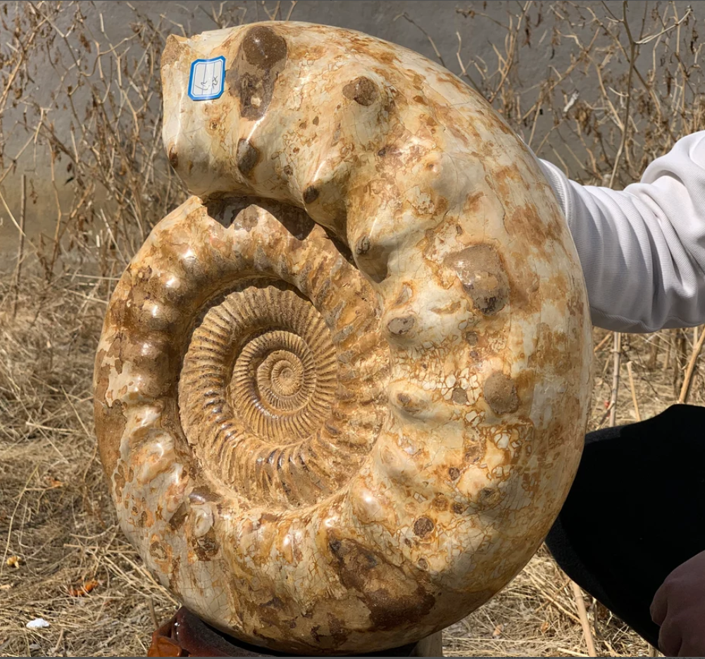 16.43LB Natural Ammonite fossil Conch quartz crystal Specimen Reiki Healing BY-10