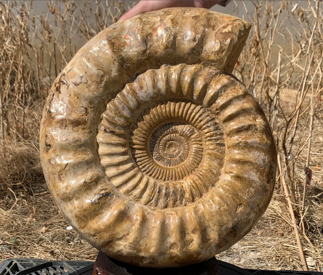 36.63LB Natural Ammonite fossil conch quartz crystal Specimen Reiki Healing home decoration crystal healing MG-5