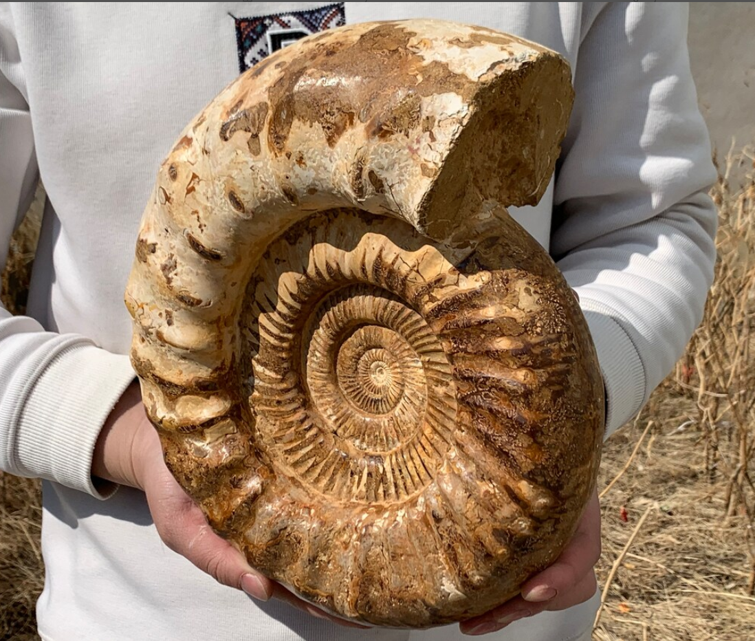 16.43LB Natural Ammonite fossil Conch quartz crystal Specimen Reiki Healing BY-10