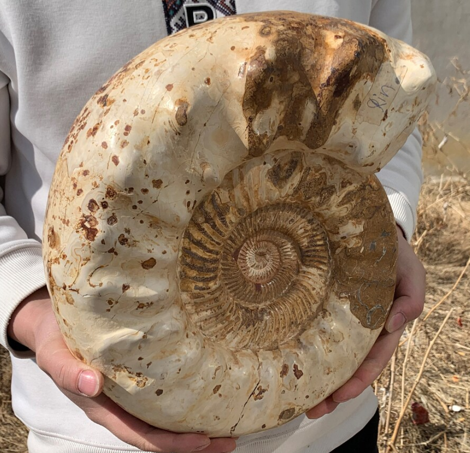 26.4LB+ Rare Natural Ammonite Fossil Conch,quartz crystal,Fossil,Big Specimen,Fossil Specimen,Home Decoration,Crystal Gifts NL-2