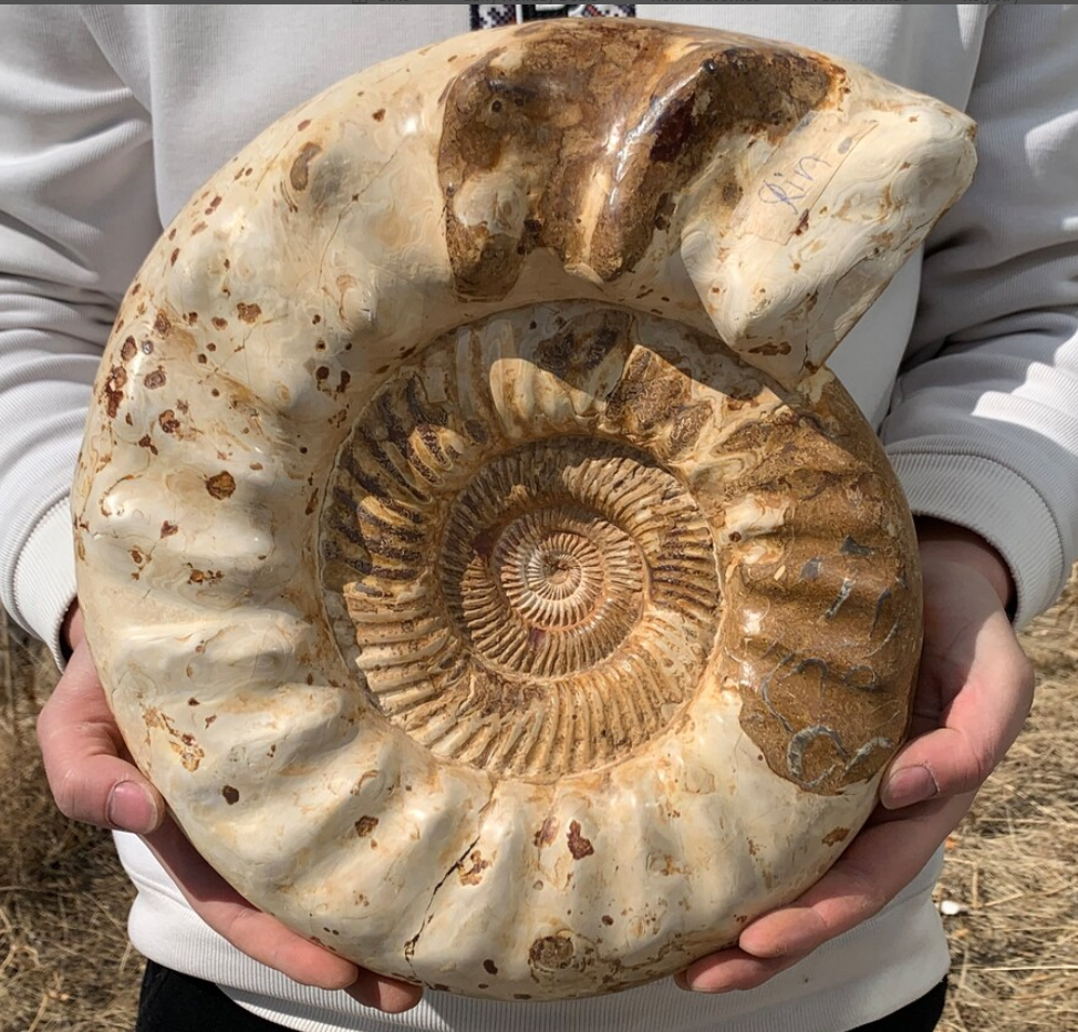 26.4LB+ Rare Natural Ammonite Fossil Conch,quartz crystal,Fossil,Big Specimen,Fossil Specimen,Home Decoration,Crystal Gifts NL-2