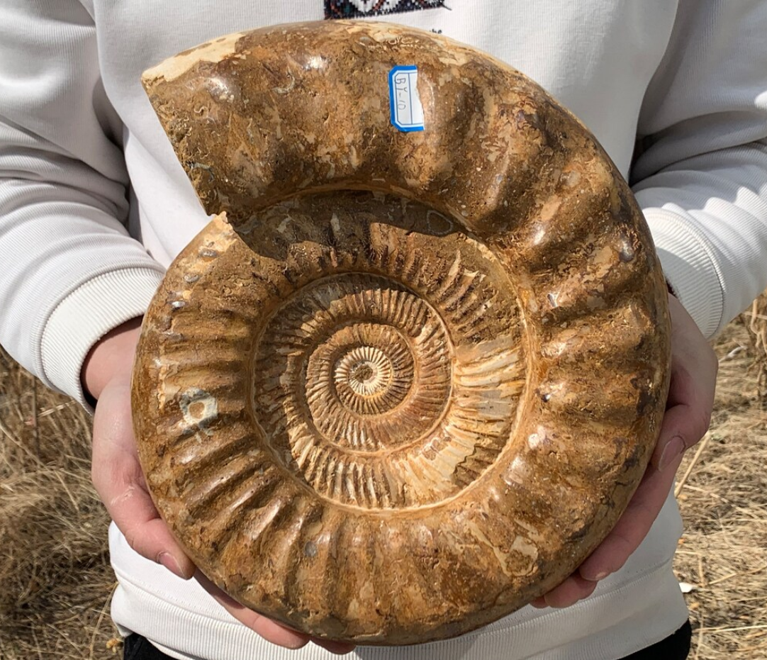 16.43LB Natural Ammonite fossil Conch quartz crystal Specimen Reiki Healing BY-10