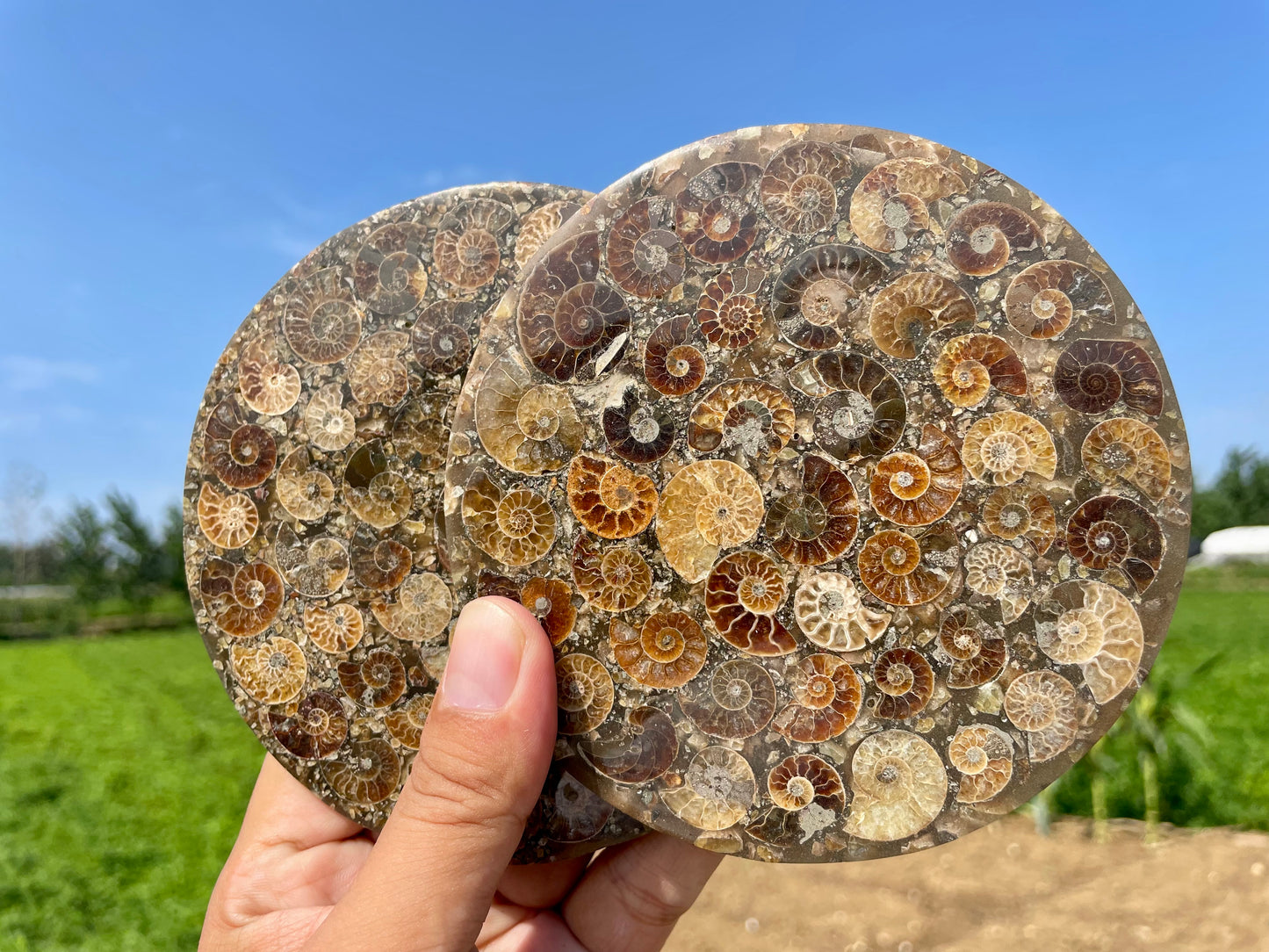 4" Natural Ammonite fossil disk,Conch fossil,Ammonite specimen,Quartz Crystal fossil,Home decoration,Crystal gifts,Crystal healing