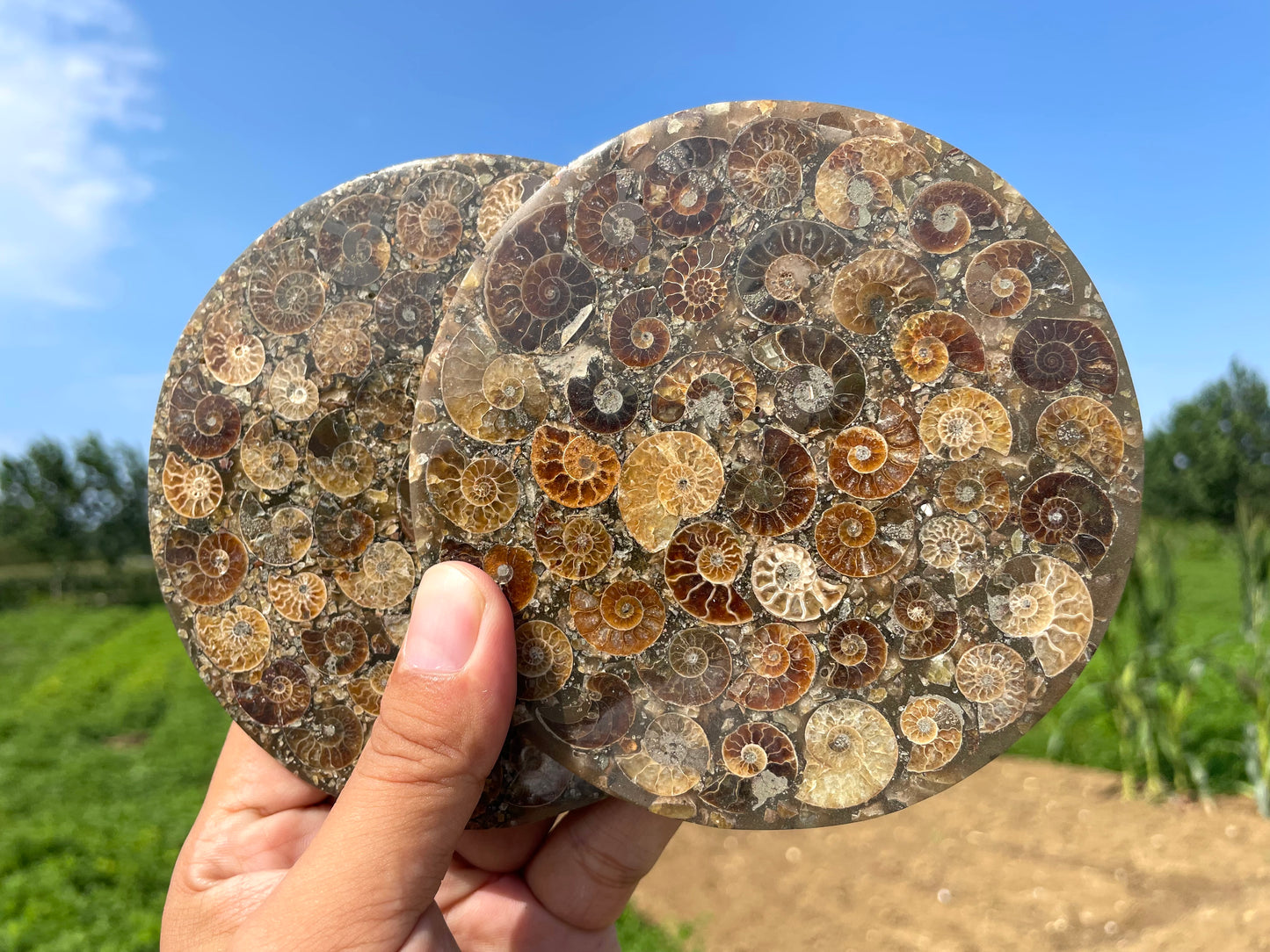 4" Natural Ammonite fossil disk,Conch fossil,Ammonite specimen,Quartz Crystal fossil,Home decoration,Crystal gifts,Crystal healing