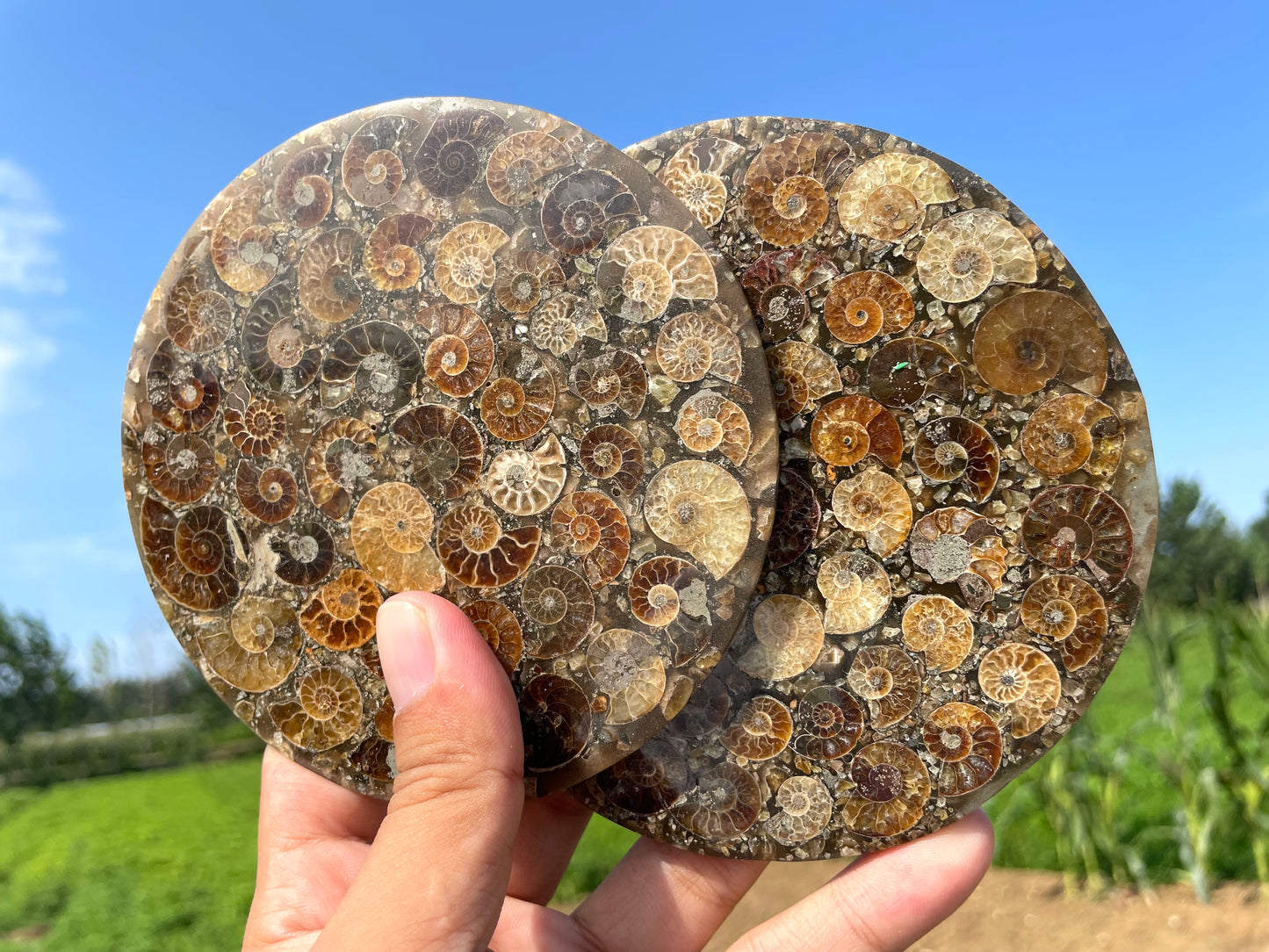 4" Natural Ammonite fossil disk,Conch fossil,Ammonite specimen,Quartz Crystal fossil,Home decoration,Crystal gifts,Crystal healing