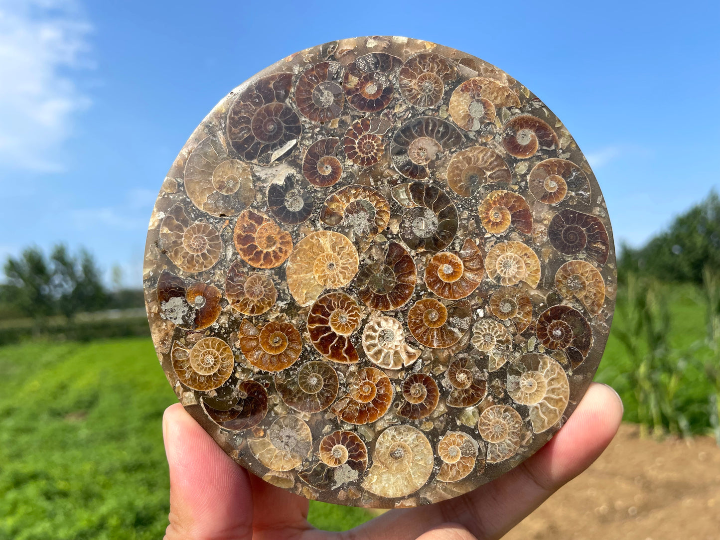 4" Natural Ammonite fossil disk,Conch fossil,Ammonite specimen,Quartz Crystal fossil,Home decoration,Crystal gifts,Crystal healing