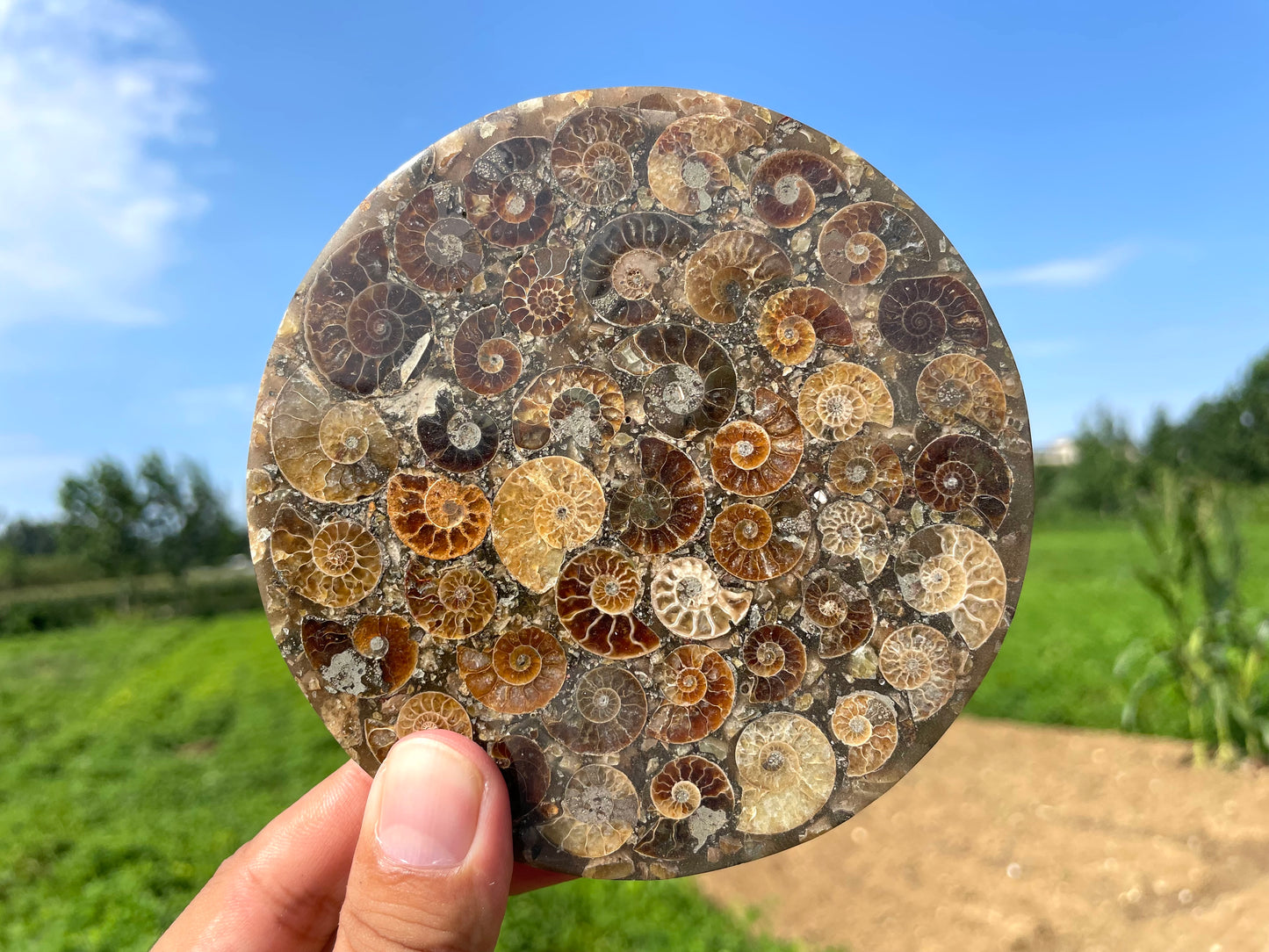 4" Natural Ammonite fossil disk,Conch fossil,Ammonite specimen,Quartz Crystal fossil,Home decoration,Crystal gifts,Crystal healing