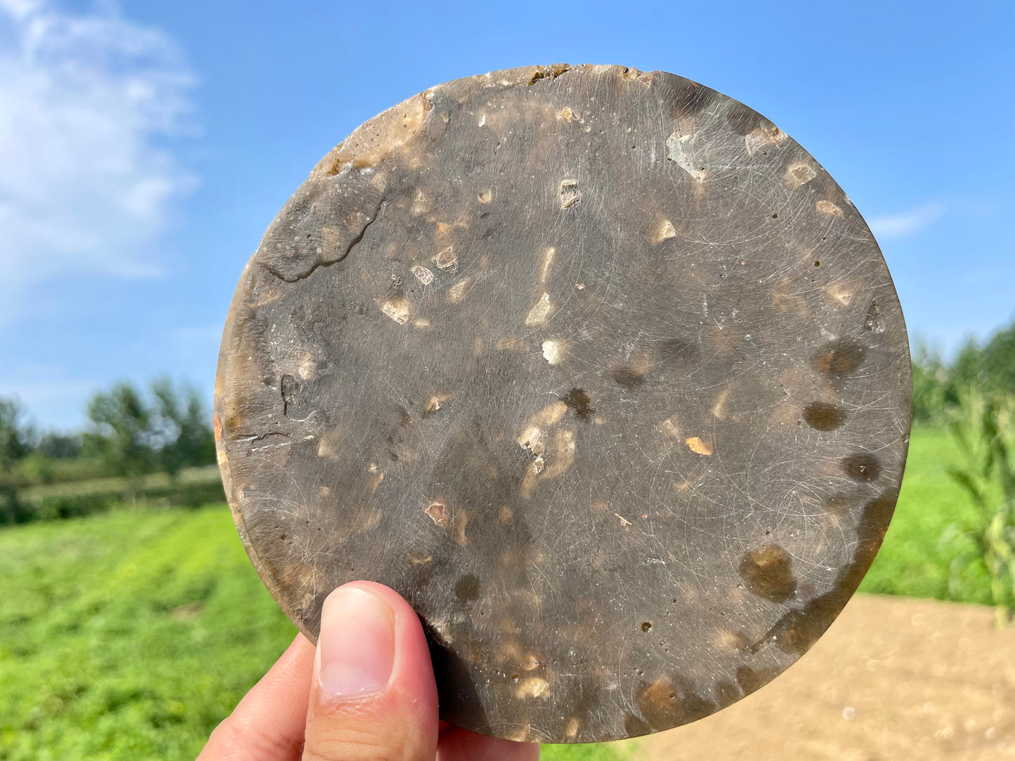 4" Natural Ammonite fossil disk,Conch fossil,Ammonite specimen,Quartz Crystal fossil,Home decoration,Crystal gifts,Crystal healing